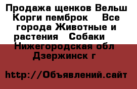 Продажа щенков Вельш Корги пемброк  - Все города Животные и растения » Собаки   . Нижегородская обл.,Дзержинск г.